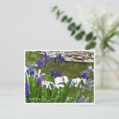 Rabbitear Iris Postkarte (Stehend Vorderseite)