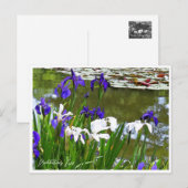 Rabbitear Iris Postkarte (Vorne/Hinten)