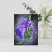Rabbitear Iris: Postkarte (Stehend Vorderseite)