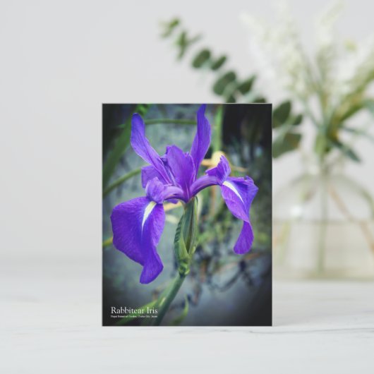 Rabbitear Iris: Postkarte (Stehend Vorderseite)