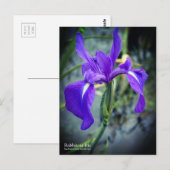 Rabbitear Iris: Postkarte (Vorne/Hinten)