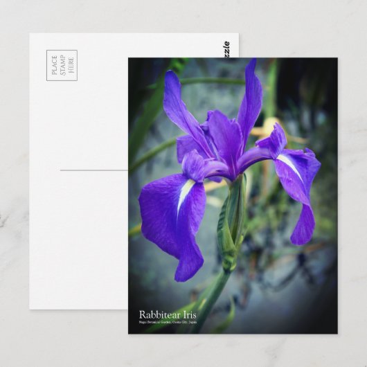 Rabbitear Iris: Postkarte (Vorne/Hinten)