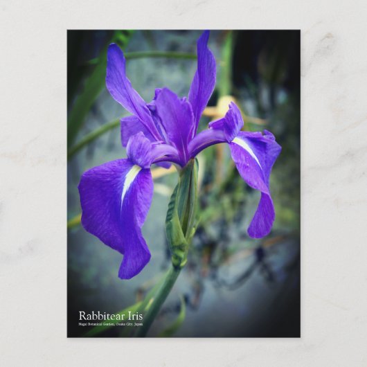 Rabbitear Iris: Postkarte (Vorderseite)