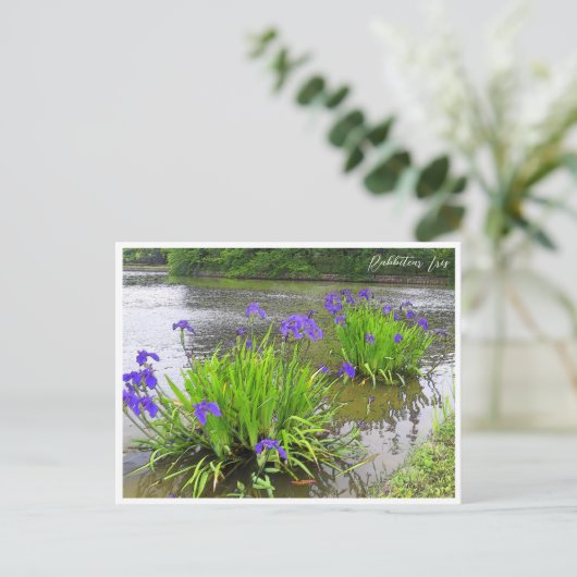 Rabbitear Iris Postkarte (Stehend Vorderseite)