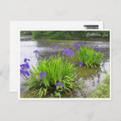 Rabbitear Iris Postkarte (Vorne/Hinten)