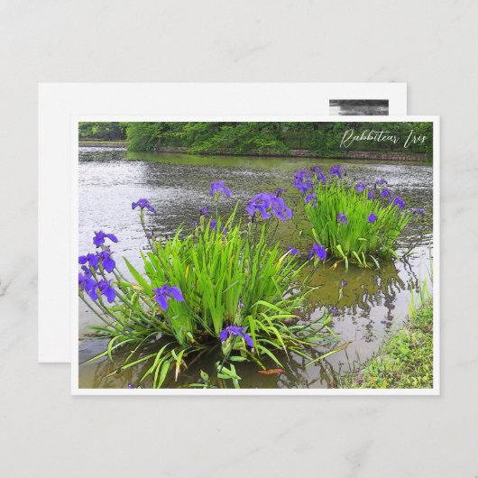 Rabbitear Iris Postkarte (Vorne/Hinten)