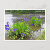 Rabbitear Iris Postkarte (Vorderseite)