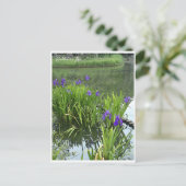 Rabbitear Iris Postkarte (Stehend Vorderseite)