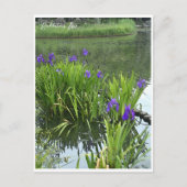 Rabbitear Iris Postkarte (Vorderseite)