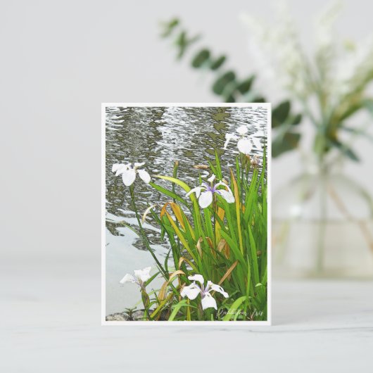 Rabbitear Iris Postkarte (Stehend Vorderseite)