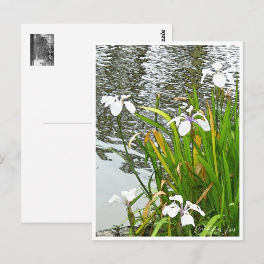Rabbitear Iris Postkarte (Vorne/Hinten)