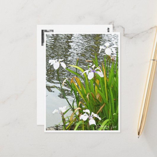 Rabbitear Iris Postkarte (Vorderseite/Rückseite Beispiel)