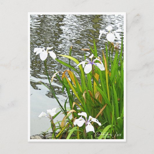 Rabbitear Iris Postkarte (Vorderseite)