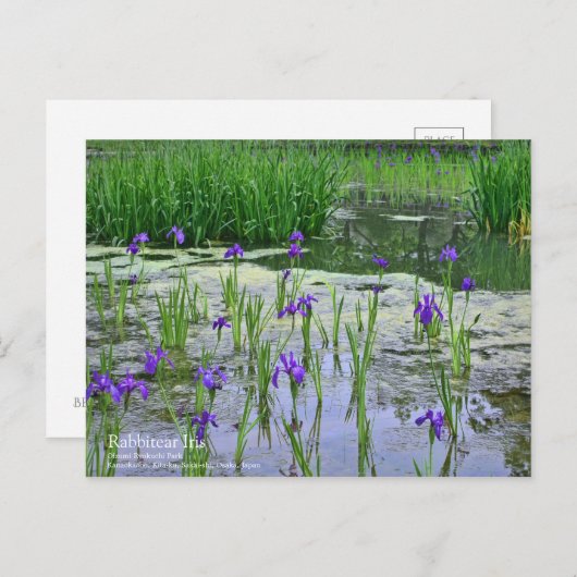 Rabbitear Iris: Postkarte (Vorne/Hinten)