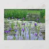 Rabbitear Iris: Postkarte (Vorderseite)