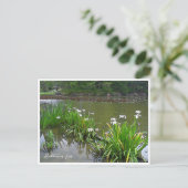 Rabbitear Iris Postkarte (Stehend Vorderseite)