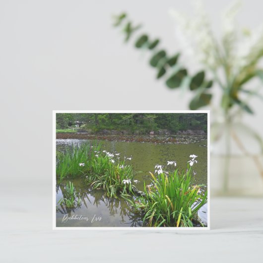 Rabbitear Iris Postkarte (Stehend Vorderseite)