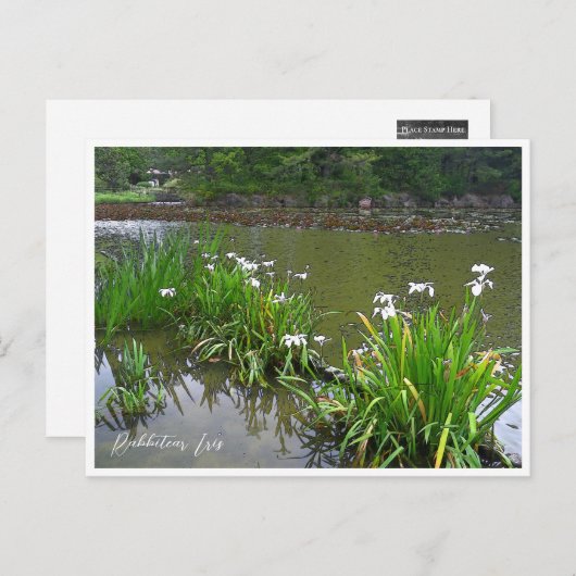 Rabbitear Iris Postkarte (Vorne/Hinten)