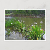 Rabbitear Iris Postkarte (Vorderseite)