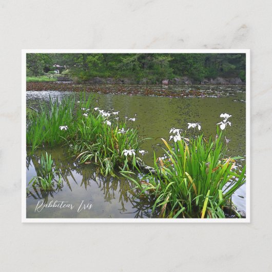 Rabbitear Iris Postkarte (Vorderseite)