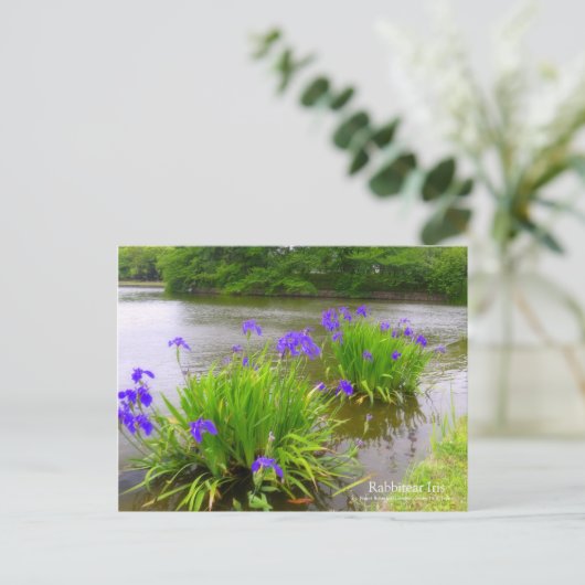 Rabbitear Iris: Postkarte (Stehend Vorderseite)