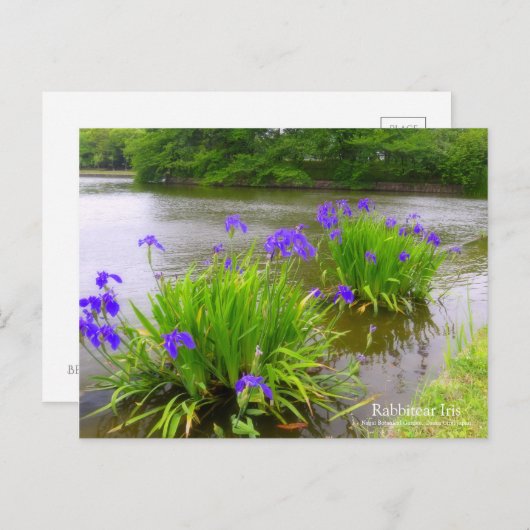 Rabbitear Iris: Postkarte (Vorne/Hinten)