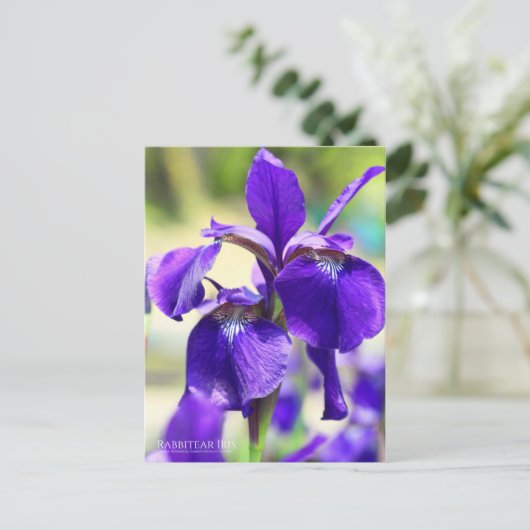 Rabbitear Iris [Postkarte] Postkarte (Stehend Vorderseite)