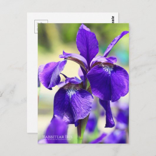 Rabbitear Iris [Postkarte] Postkarte (Vorne/Hinten)