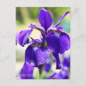Rabbitear Iris [Postkarte] Postkarte (Vorderseite)