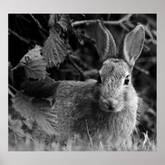 RabbitMono Poster (Vorne)