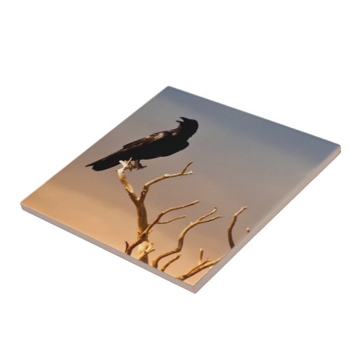 Rabe auf Sunlit Baumasten, Grand Canyon Fliese (Seite)