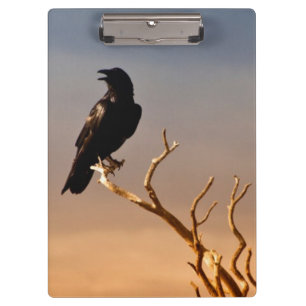 Rabe auf Sunlit Baumasten, Grand Canyon Klemmbrett