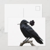 Rabe Postkarte (Vorne/Hinten)