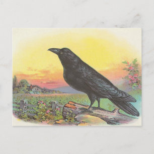 Rabe Postkarte