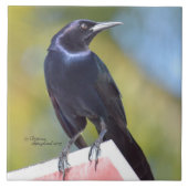 Raben-Krähen-Amsel-Vogel-Fliese Fliese (Vorderseite)