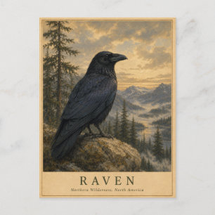 Raben Nördliche Wildnis VINTAGE Postkarte
