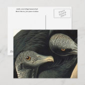 Raben- oder Truthahngeier, John James Audubon Postkarte (Vorne/Hinten)