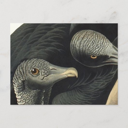 Raben- oder Truthahngeier, John James Audubon Postkarte (Vorderseite)