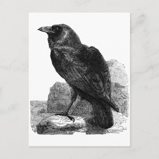Raben-Postkarte Postkarte (Vorderseite)