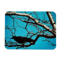 Rabenkrähe Schwarzer Vogel Silberbaum Blauer Himme