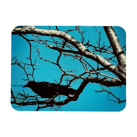 Rabenkrähe Schwarzer Vogel Silberbaum Blauer Himme Magnet (Horizontal)