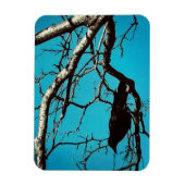 Rabenkrähe Schwarzer Vogel Silberbaum Blauer Himme Magnet (Vertikal)
