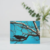 Rabenkrähe Schwarzer Vogel Silberbaum Blauer Himme Postkarte (Stehend Vorderseite)
