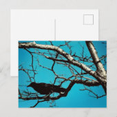 Rabenkrähe Schwarzer Vogel Silberbaum Blauer Himme Postkarte (Vorne/Hinten)