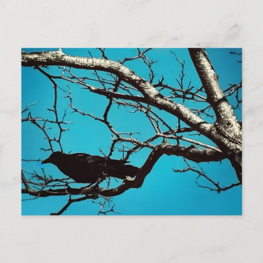 Rabenkrähe Schwarzer Vogel Silberbaum Blauer Himme Postkarte (Vorderseite)