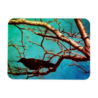 Rabenkrähe Schwarzer Vogel Silberbaum Foto
