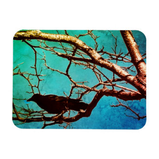 Rabenkrähe Schwarzer Vogel Silberbaum Foto Magnet