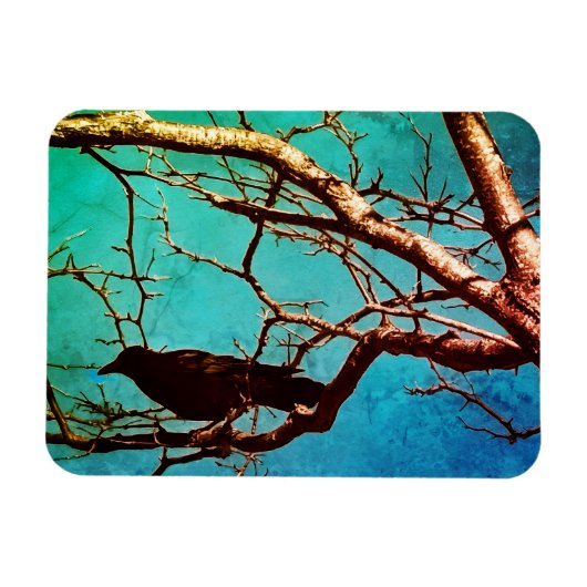 Rabenkrähe Schwarzer Vogel Silberbaum Foto Magnet (Horizontal)