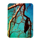 Rabenkrähe Schwarzer Vogel Silberbaum Foto Magnet (Vertikal)