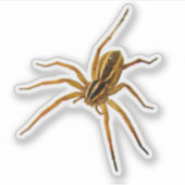 Rabid Wolf Spider (Rabidosa rabida) Aufkleber (Vorderseite)
